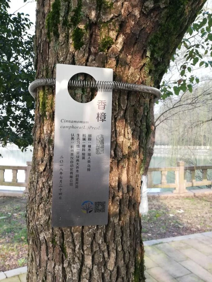 浙江科技大学の木